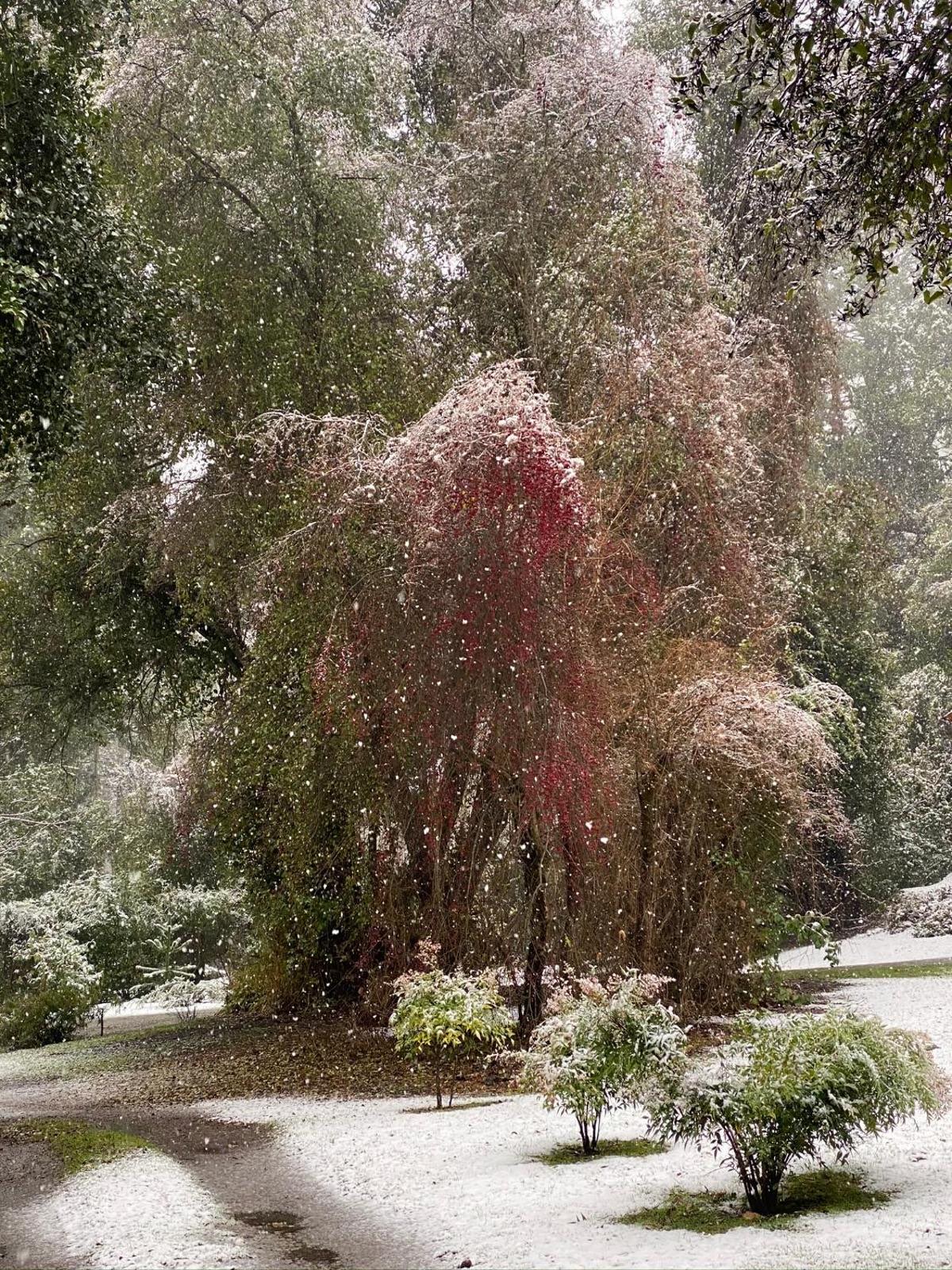 El jardín del predio con nieve fresca