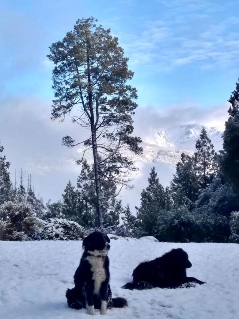 Los perros de la casa en la nieve