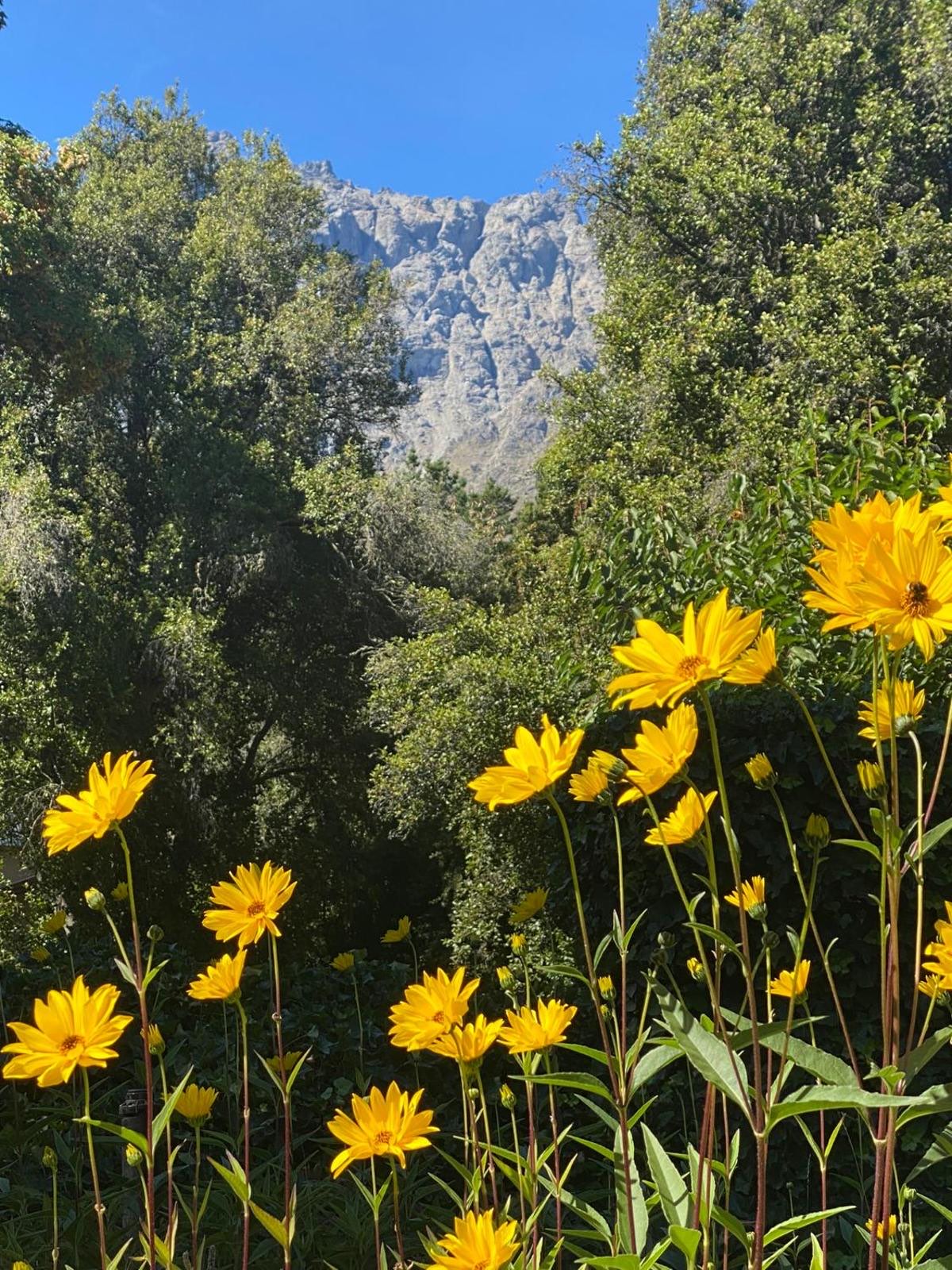 Flores del parque con la montaña de fondo